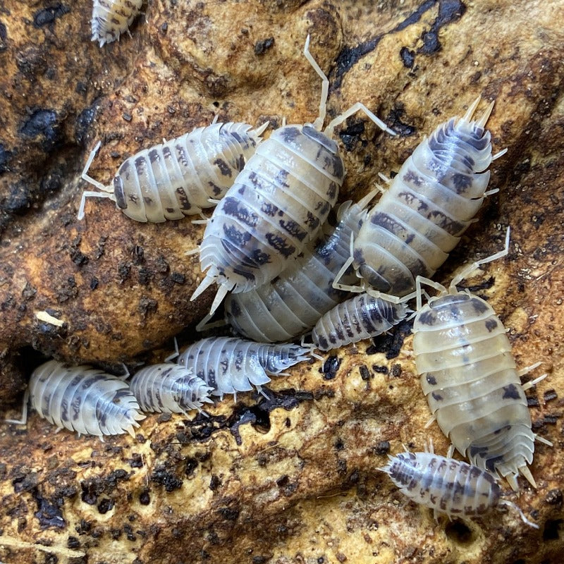 Isopods